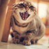 Cat Cat Hissing Angry Pet  - Fang_Y_M / Pixabay