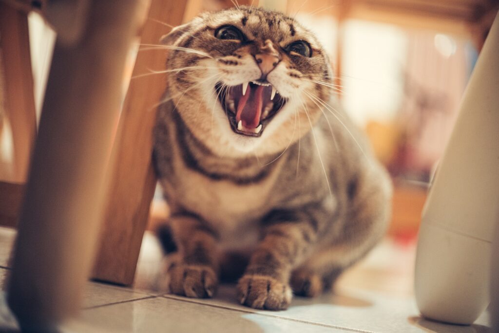 Cat Cat Hissing Angry Pet  - Fang_Y_M / Pixabay