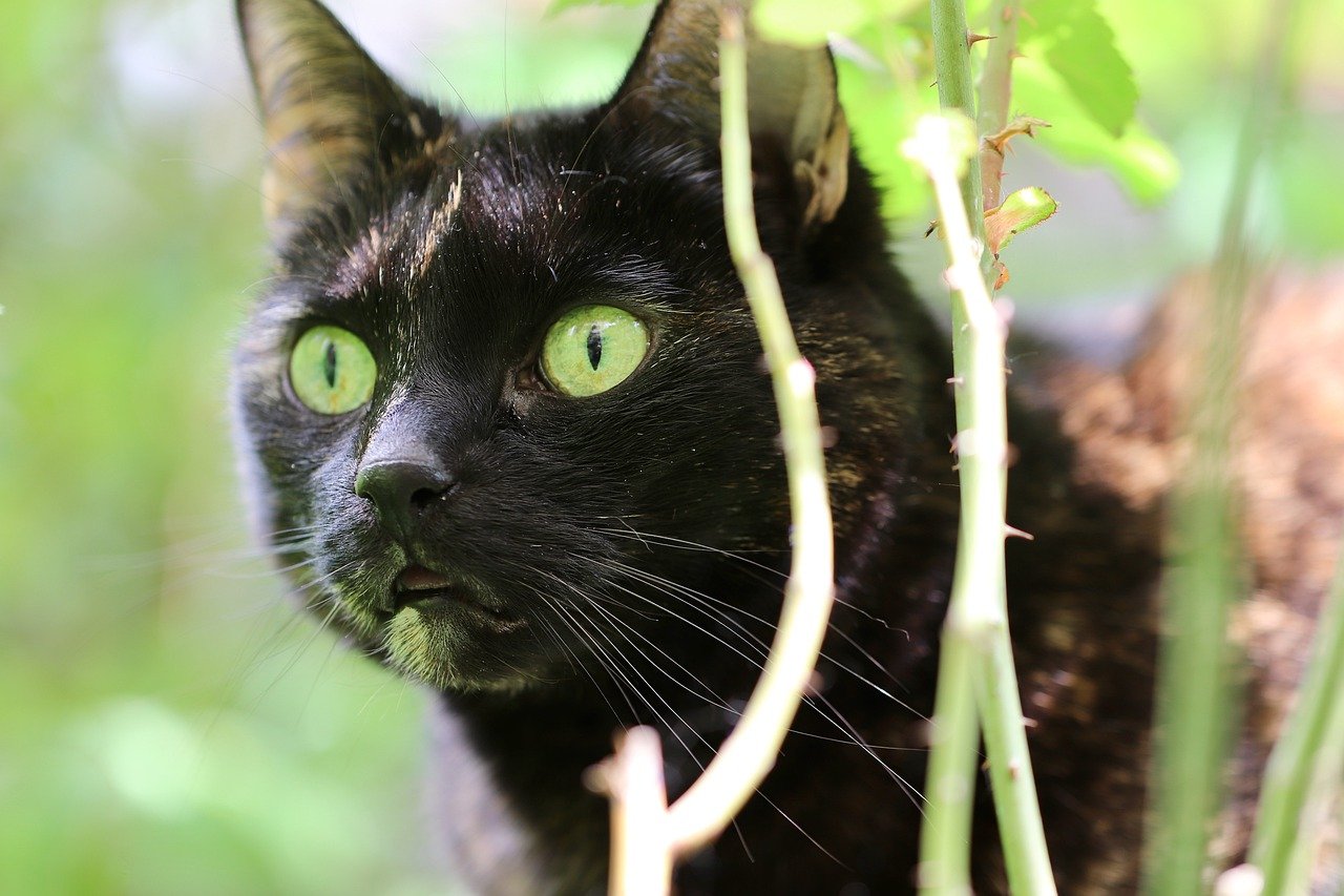 Cat Cat S Eyes Tortoiseshell Cat  - Nennieinszweidrei / Pixabay