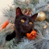 Cat Christmas Tree Pet Black Cat  - brendan347 / Pixabay