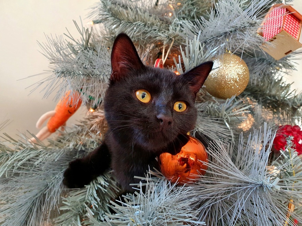 Cat Christmas Tree Pet Black Cat  - brendan347 / Pixabay