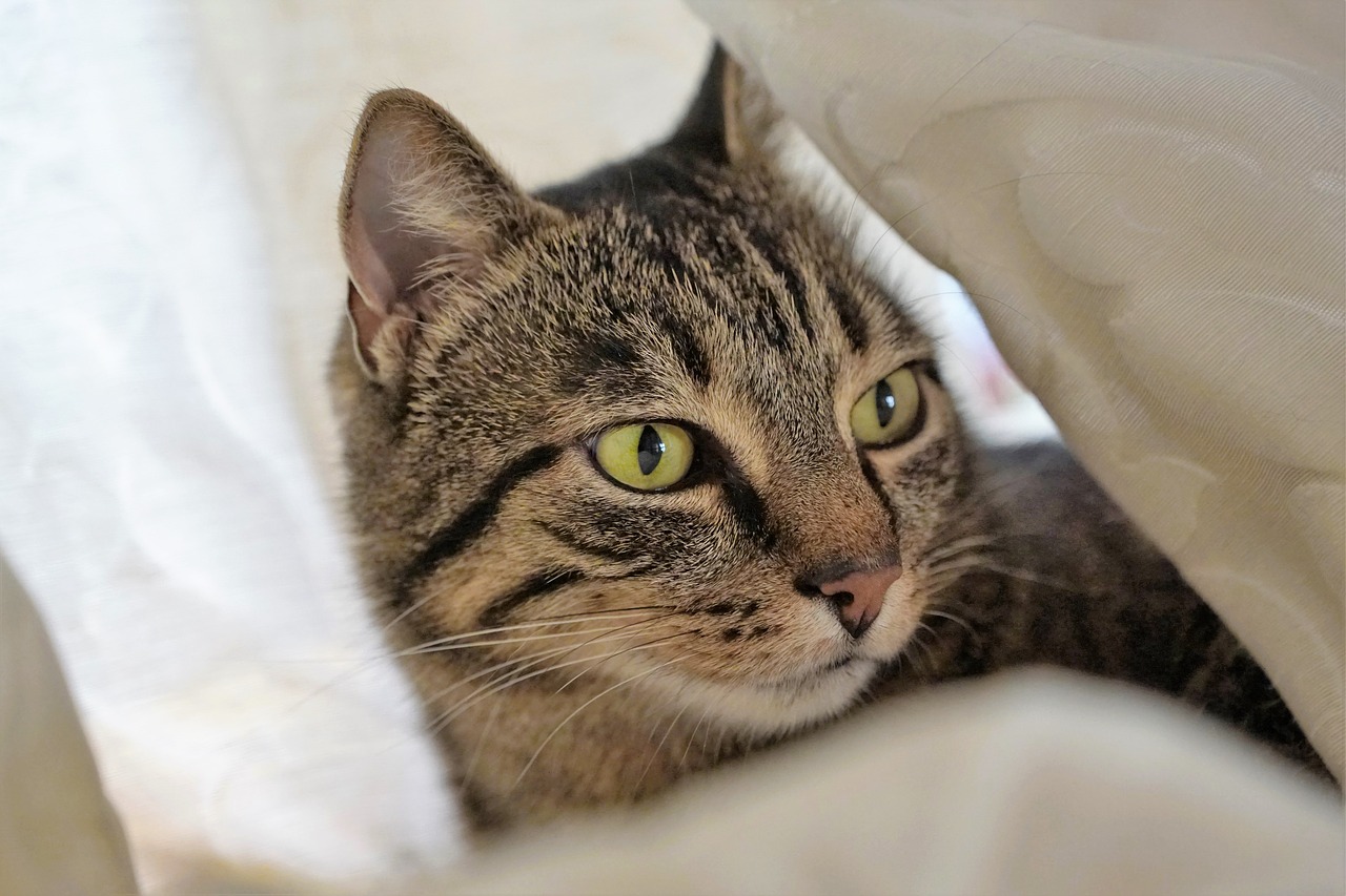 Cat Curtain Tiger Domestic Cat  - photosforyou / Pixabay