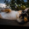 Cat Cute Animal Fart Animals  - loicp90 / Pixabay