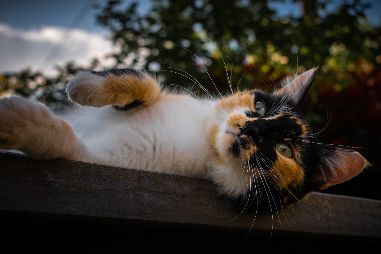 Cat Cute Animal Fart Animals  - loicp90 / Pixabay