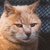 Cat Domestic Cat Animal Mammal  - Pezibear / Pixabay