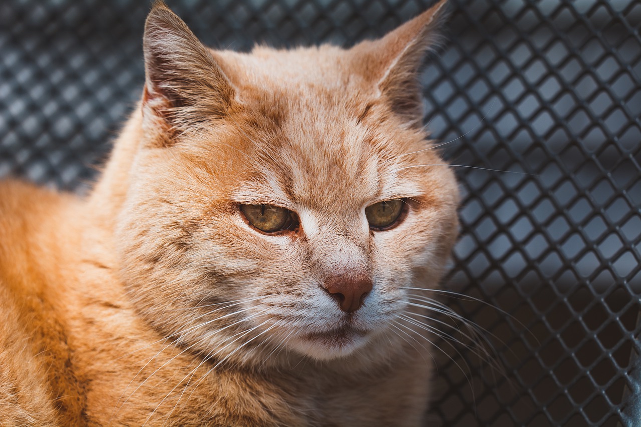 Cat Domestic Cat Animal Mammal  - Pezibear / Pixabay