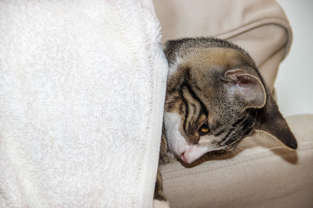 Cat Domestic Cat Breed Cat Pet  - guvo59 / Pixabay