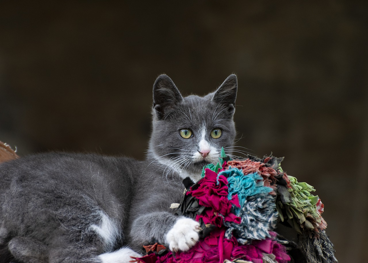 Cat Domestic Farm Animals Mascot  - Wilbert_Rodriguez / Pixabay