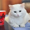 Cat Drinking Tea Tea Party Cat  - 99mimimi / Pixabay