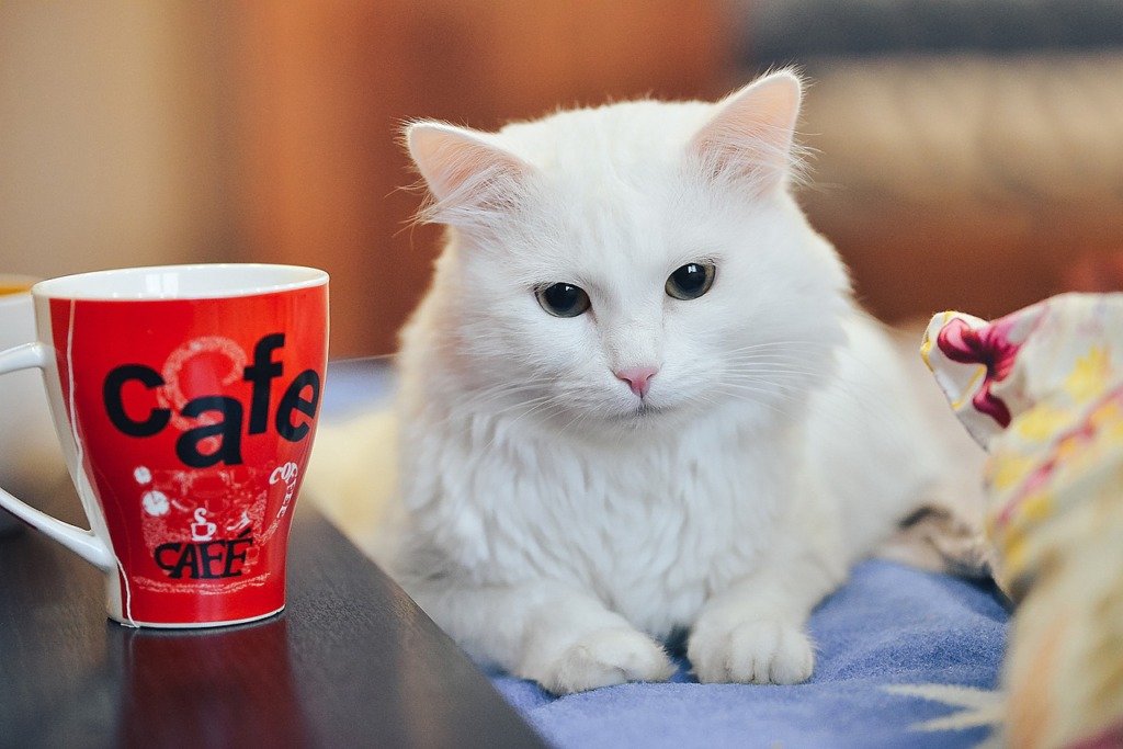 Cat Drinking Tea Tea Party Cat  - 99mimimi / Pixabay