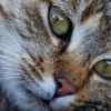 Cat Eyes Cats Nose Pet Kitten Fur  - keziaschen / Pixabay