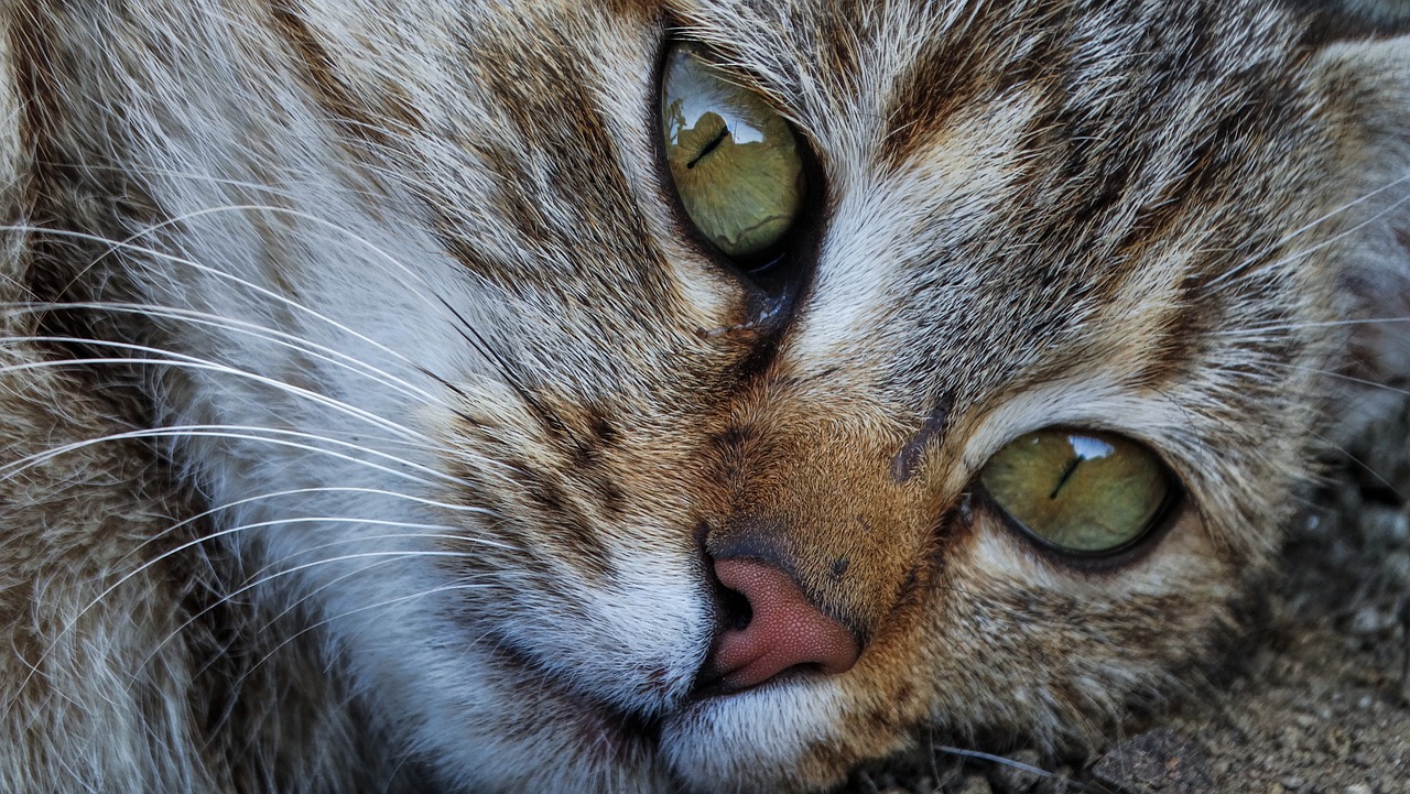 Cat Eyes Cats Nose Pet Kitten Fur - keziaschen / Pixabay