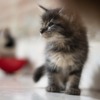 Cat Feline Fur Pet Domestic  - MaiconGonzalez / Pixabay