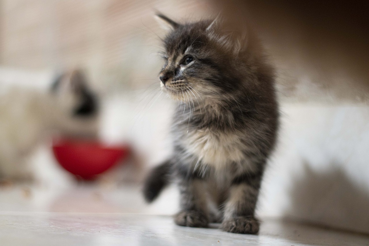 Cat Feline Fur Pet Domestic  - MaiconGonzalez / Pixabay