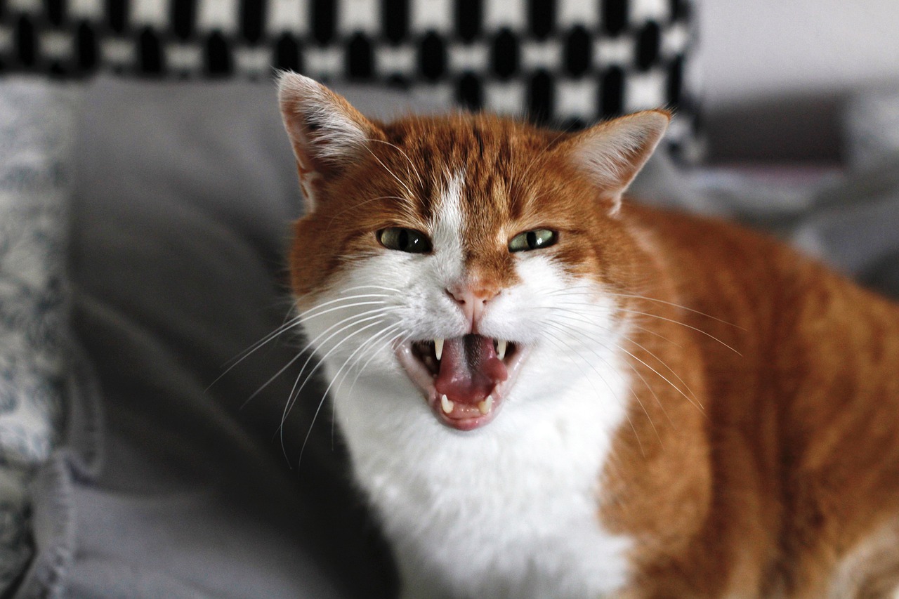 Cat Feline Hissing Angry Whiskers  - yvonneschmu / Pixabay