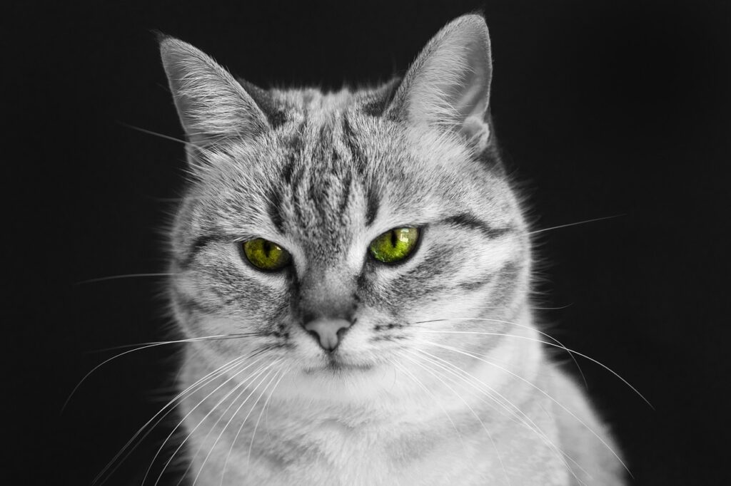 Cat Feline Kitten Cute Eyes Fur  - Annabel_P / Pixabay