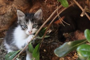 Cat Feline Kitten Kitty Baby  - AnnaKaty / Pixabay