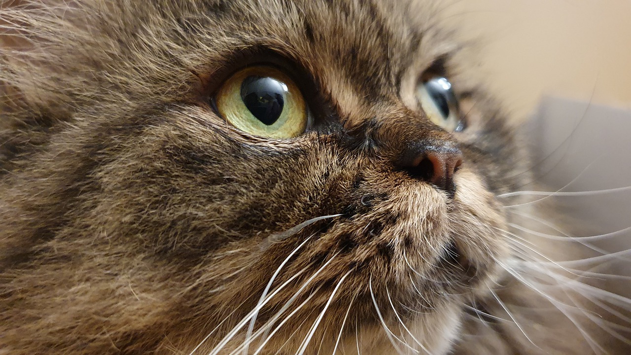 Cat Feline Persian Cat Cat Face - Selly-sings / Pixabay