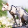 Cat Feline Pet Mammal Animal Bald  - Kanashi / Pixabay