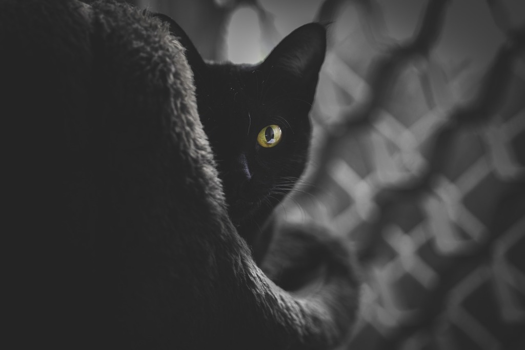 Cat Feline Whiskers Animal Pet  - fgtoledo / Pixabay