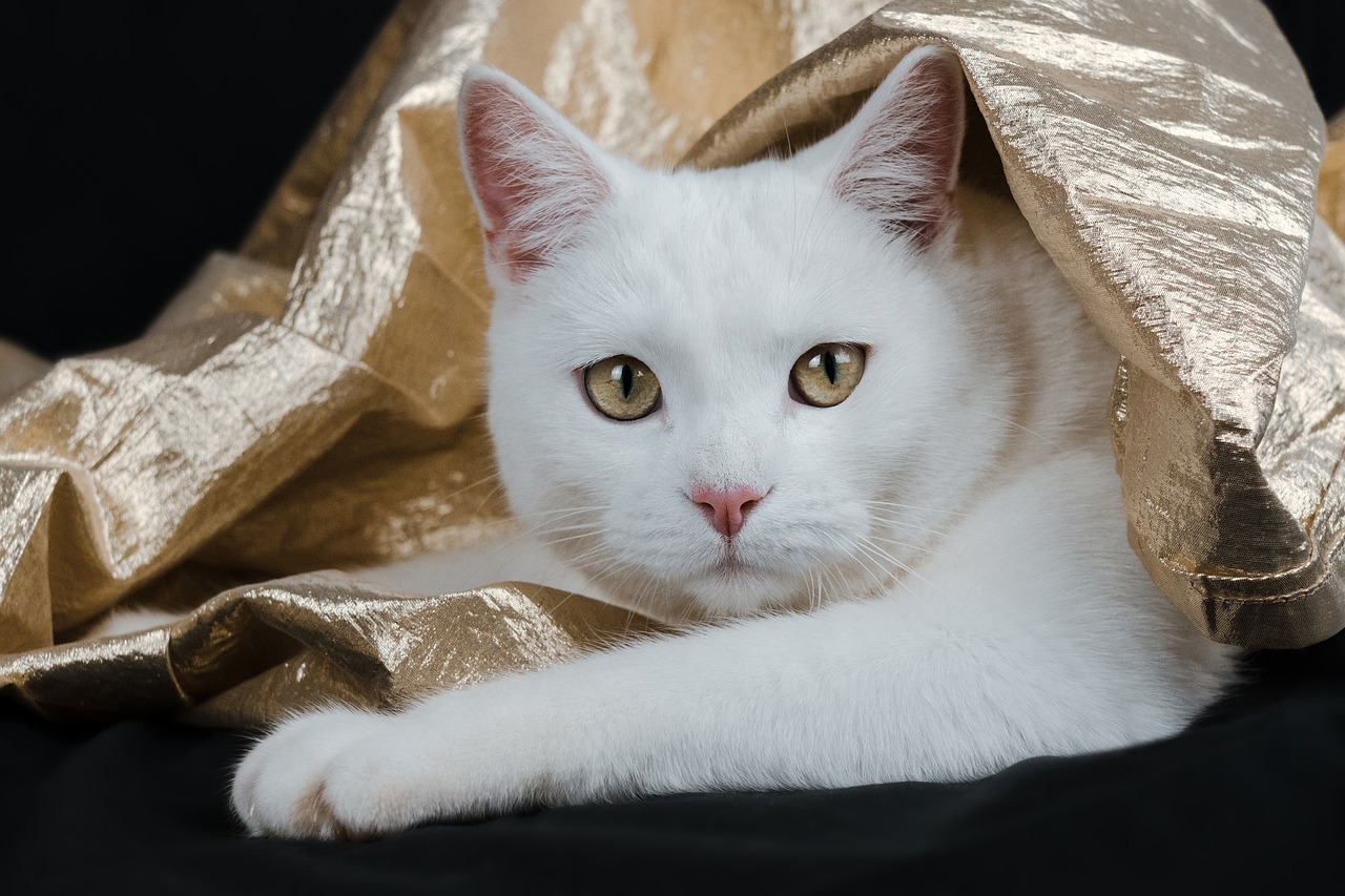 Cat Feline Whiskers Gold Kitty  - miezekieze / Pixabay