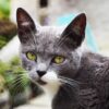 Cat Feline Whiskers Pet Domestic  - TRAPHITHO / Pixabay