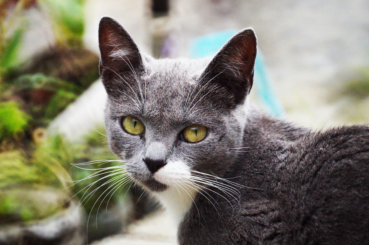 Cat Feline Whiskers Pet Domestic - TRAPHITHO / Pixabay