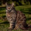 Cat Feline Whiskers Pet Domestic  - rethinktwice / Pixabay