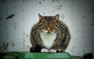 Cat Garbage Can Guard Defend  - WagnerAnne / Pixabay