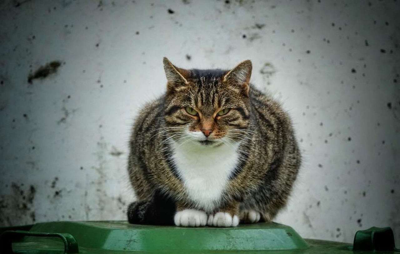 Cat Garbage Can Guard Defend - WagnerAnne / Pixabay