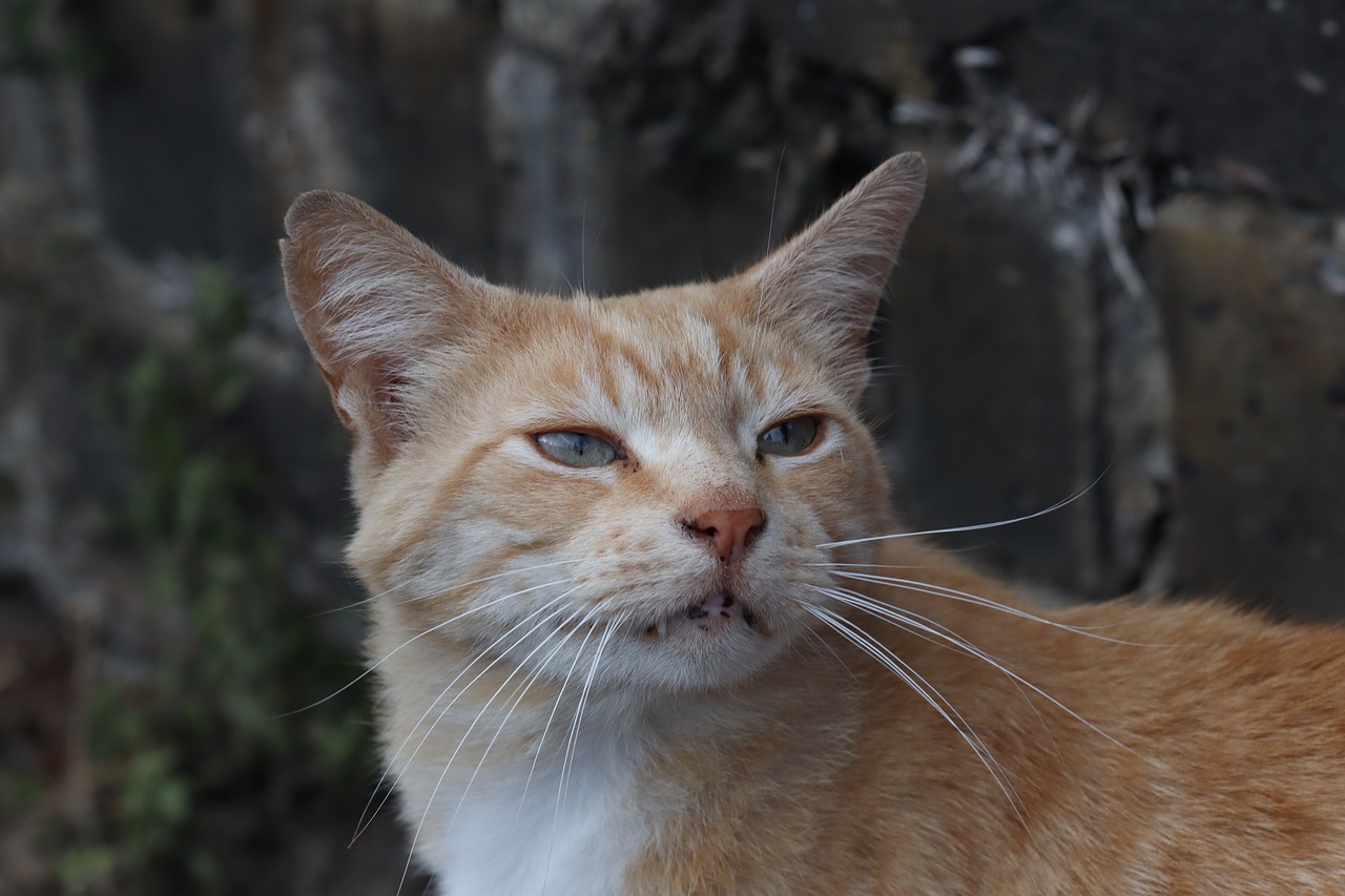 Cat Ginger Cute Pretty Friendly - DharmaWolf / Pixabay