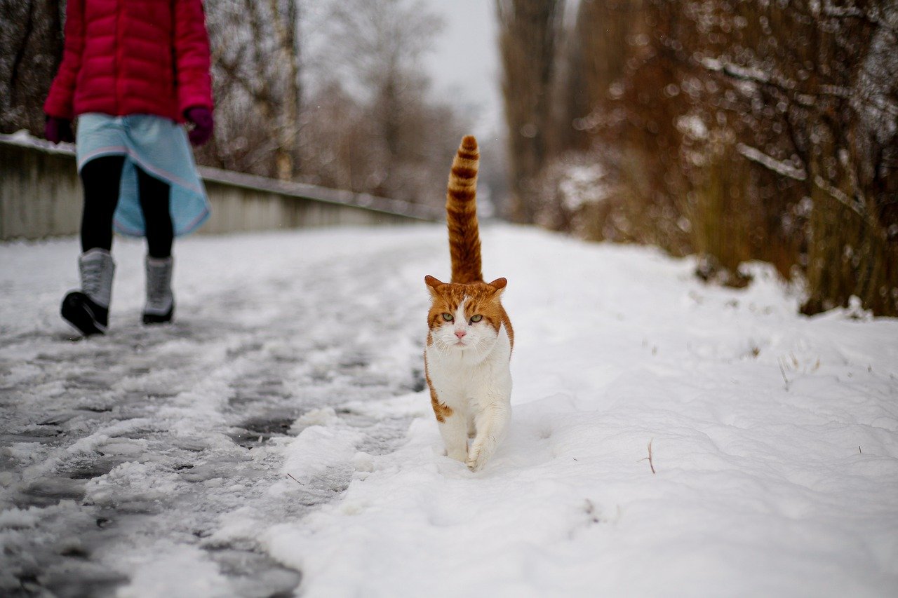 Cat Girl Path Walking Winter Snow - Familyschaffner / Pixabay