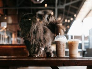 Cat Iced Coffee Cafe Persian Cat  - RebaSpike / Pixabay