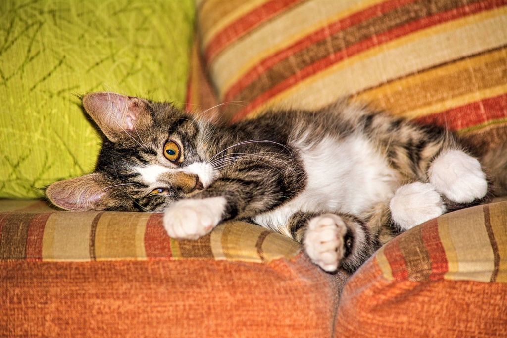Cat Kitten Animal Lying Down  - carlosrafaelcastrocast / Pixabay