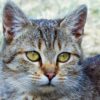 Cat Kitten Animals Cat S Eyes Cute  - johannaschendel / Pixabay