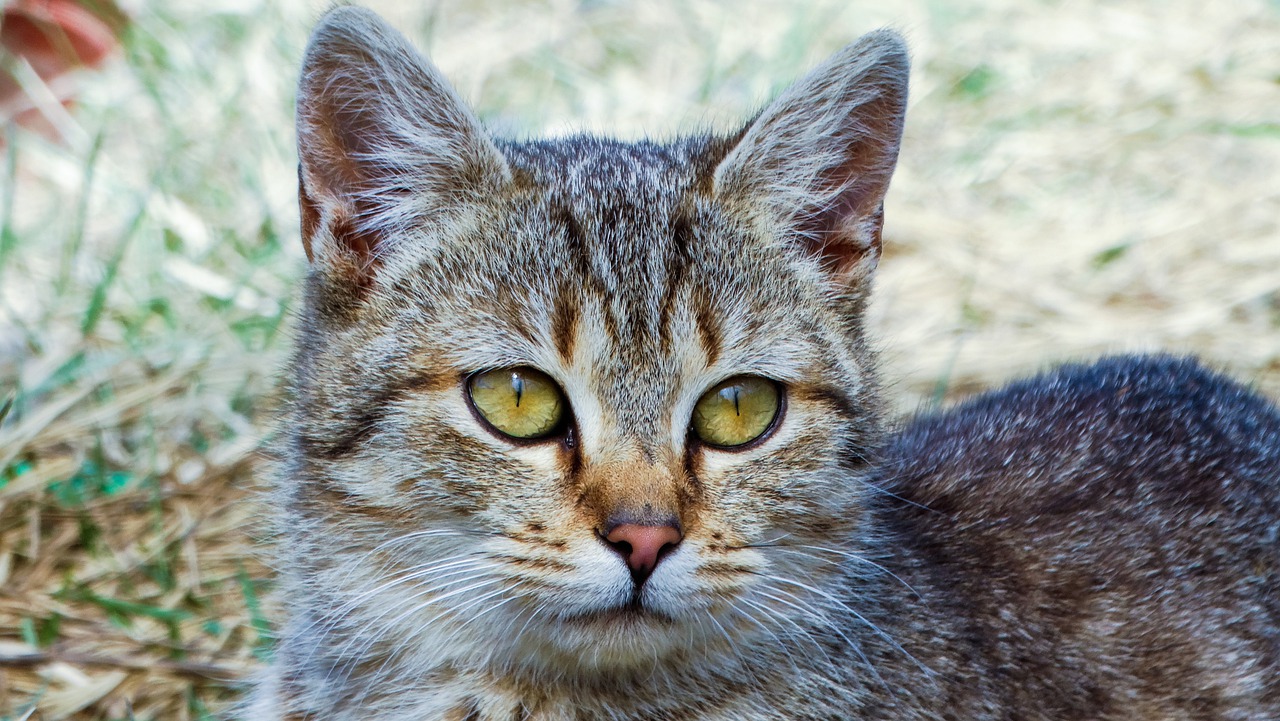 Cat Kitten Animals Cat S Eyes Cute - johannaschendel / Pixabay