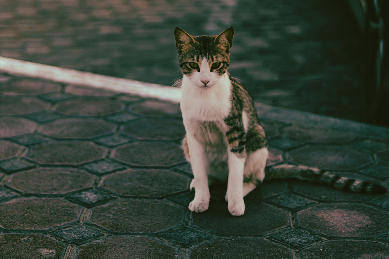 Cat Kitten Cute Pet Animal  - u_l8xckvoko2 / Pixabay