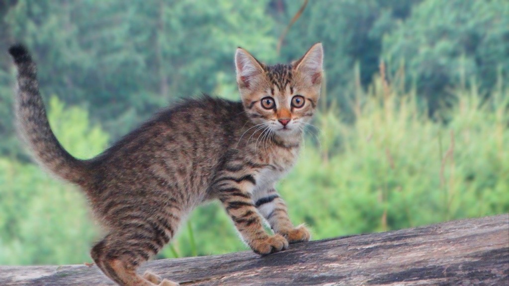 Cat Kitten Domestic Animal Cute  - johannaschendel / Pixabay