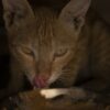 Cat Kitten Domestic Licking Kitty  - jayjoy456 / Pixabay