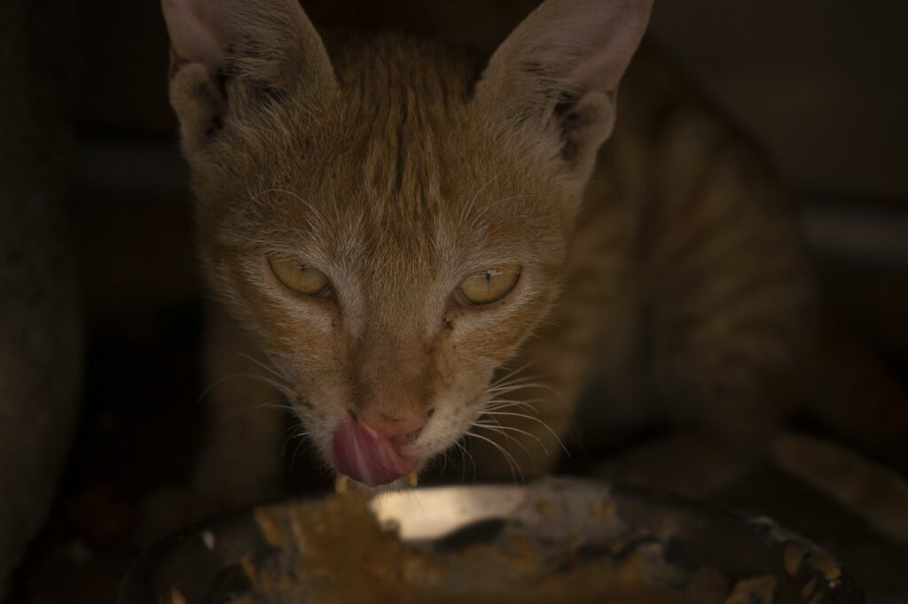 Cat Kitten Domestic Licking Kitty  - jayjoy456 / Pixabay