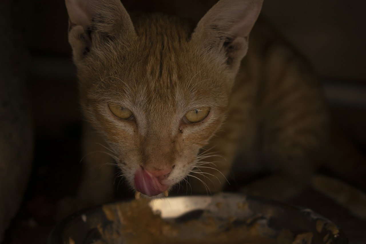 Cat Kitten Domestic Licking Kitty  - jayjoy456 / Pixabay