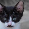 Cat Kitten Face Stray Cat  - birgl / Pixabay