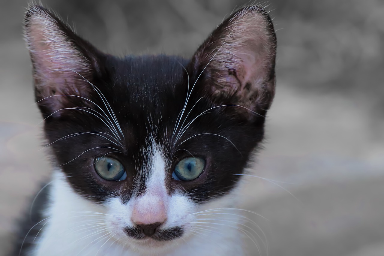 Cat Kitten Face Stray Cat  - birgl / Pixabay