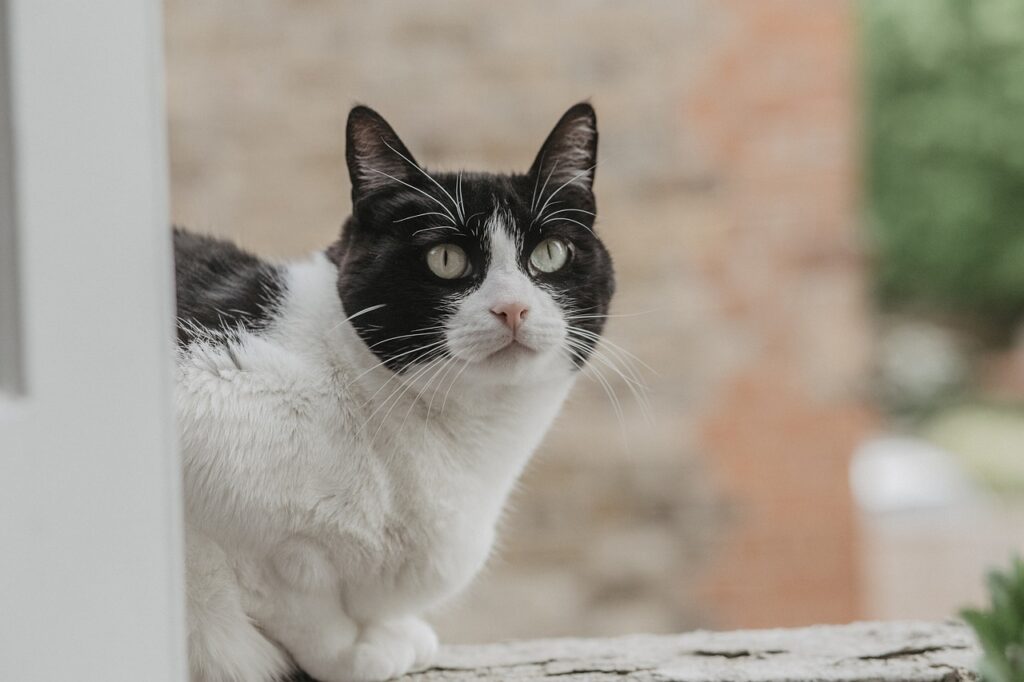 Cat Kitten Feline Cute Animal  - eduardovieiraphoto / Pixabay