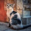 Cat Kitten Feline Pet Kitty  - fietzfotos / Pixabay