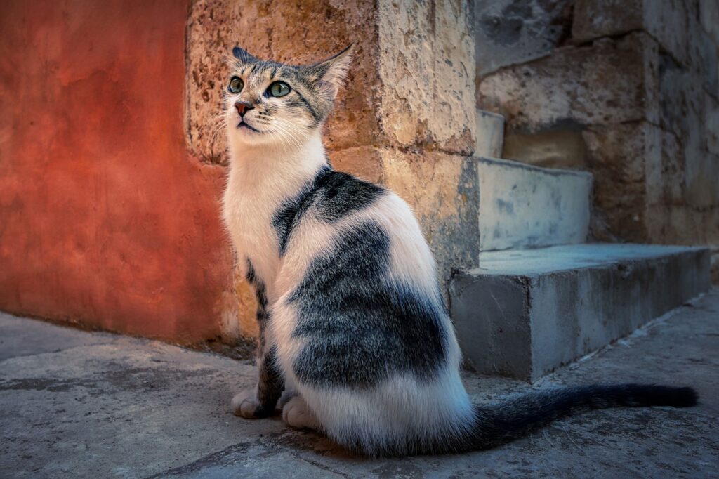 Cat Kitten Feline Pet Kitty  - fietzfotos / Pixabay