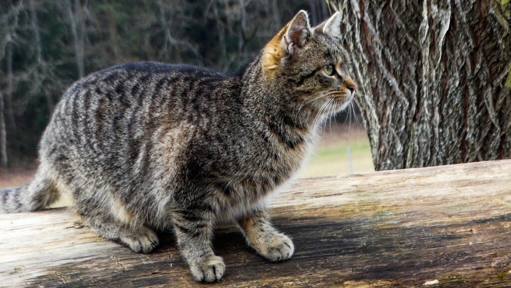Cat Kitten Feline Whiskers  - johannaschendel / Pixabay