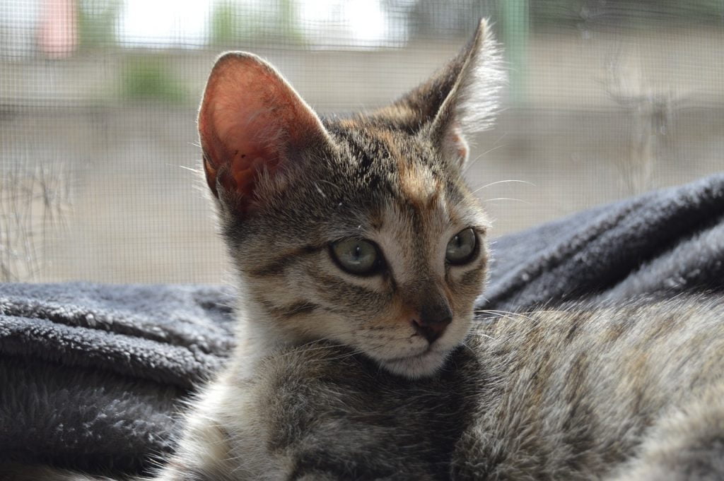 Cat Kitten Pet Feline Adorable  - invitacionestan27 / Pixabay