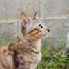 Cat Kitten Pet Tabby Young Cat  - Astridsu / Pixabay