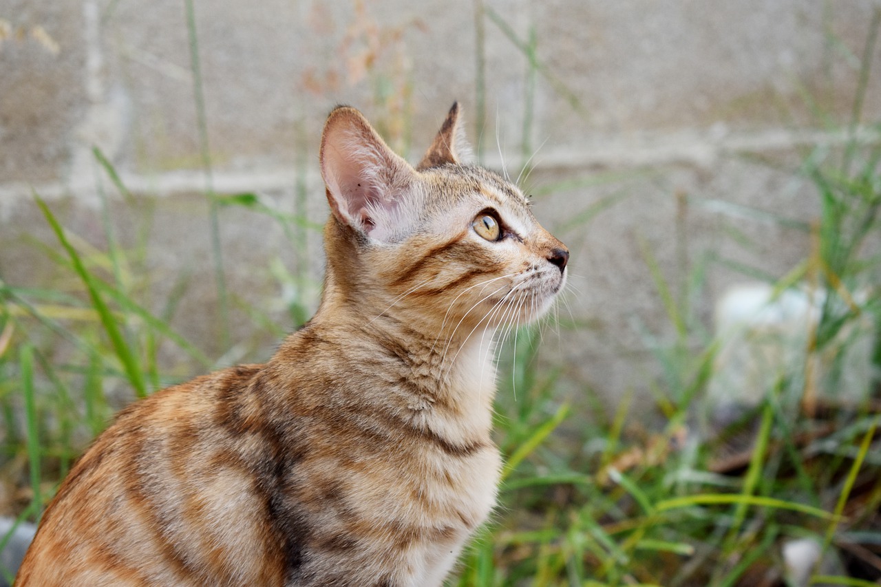 Cat Kitten Pet Tabby Young Cat  - Astridsu / Pixabay